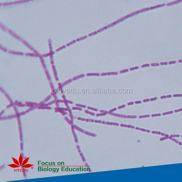 Fixed set Most popular algae biology prepared microscope slides set for biological lab equipment