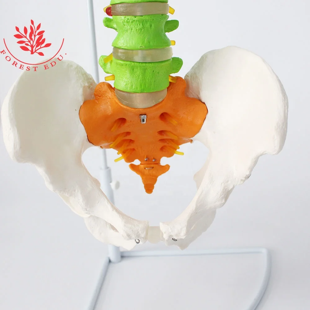 Lumbar Spine Model Life Size Cervical Spine Thoracic Lumbar Sacrum Color Coded Flexible Whole Spine Bone