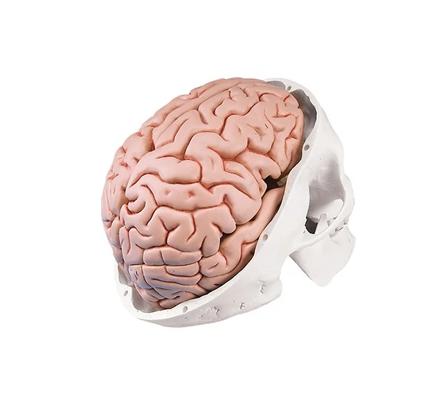 Human Plastic Skull with brain anatomical model
