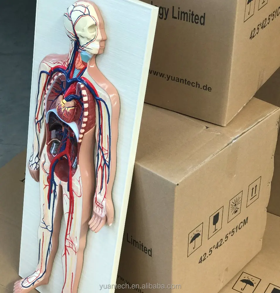 Human Circulation System Plastic Model