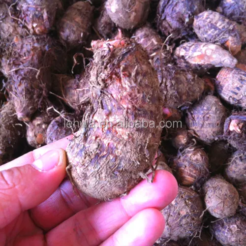 
Halal instant organic taro drink powder for bubble tea 