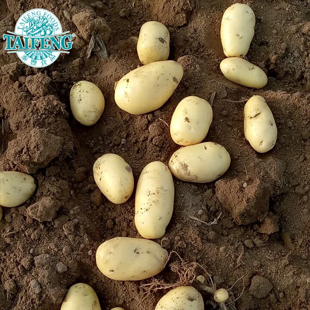 Big size fresh potatoes wholesale