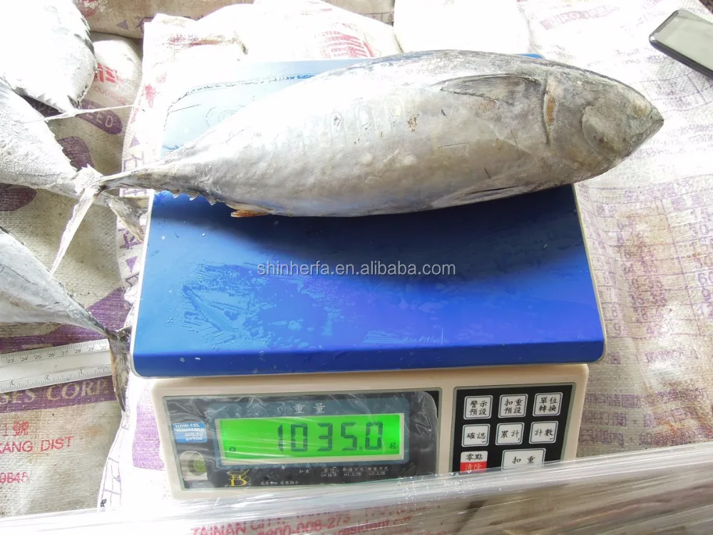 Taiwan Frozen Big Bonito Tuna 700 gram up Euthynnus Affinis