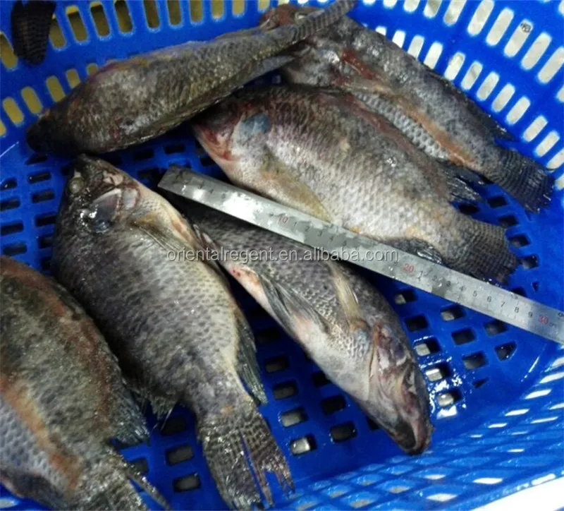 
chopa good selling frozen fish 