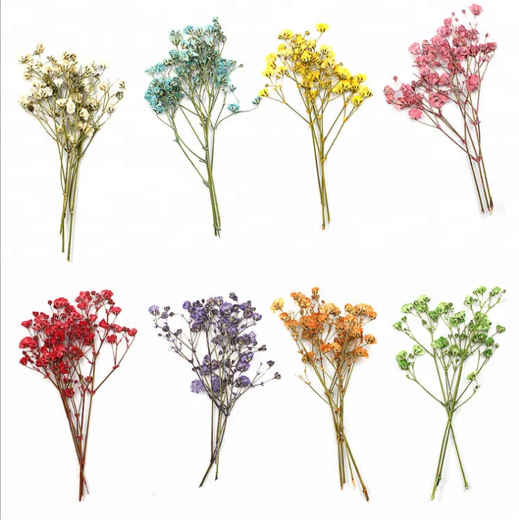  Настоящие сушеные прессованные цветы Babysbreath
