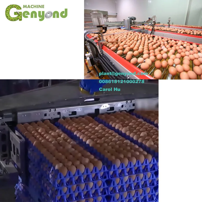 5000 pcs per hour egg grading machine used