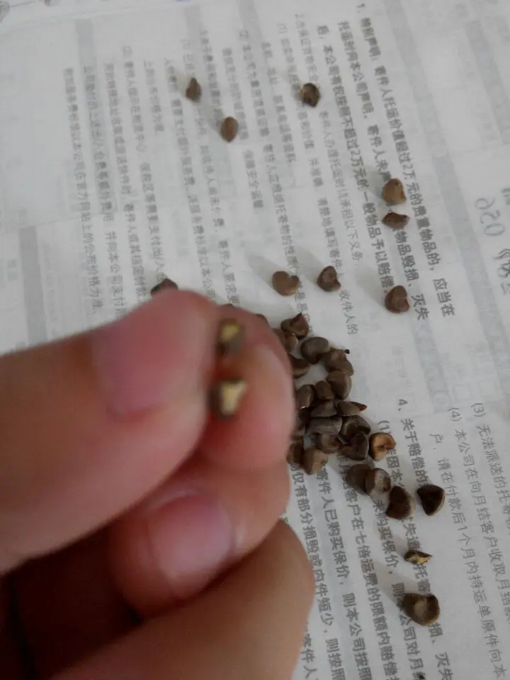 Новейшие семена Roselle, семена гибискуса Luosheng, семена цветочного чая для продажи