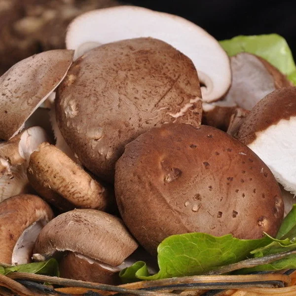 
Spray dried shiitake powder/extract 