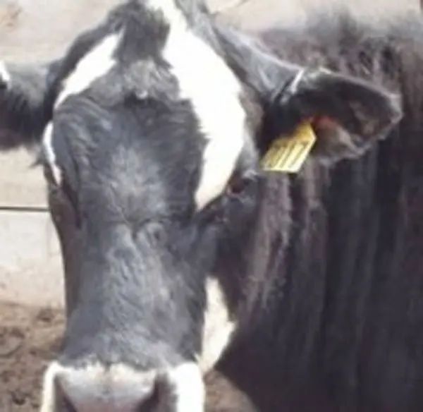 Система управления рчид животными