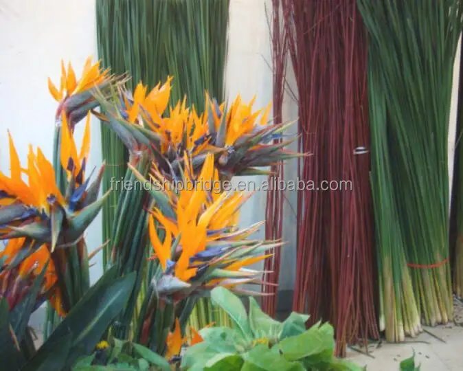 Bird of Paradise Flowers