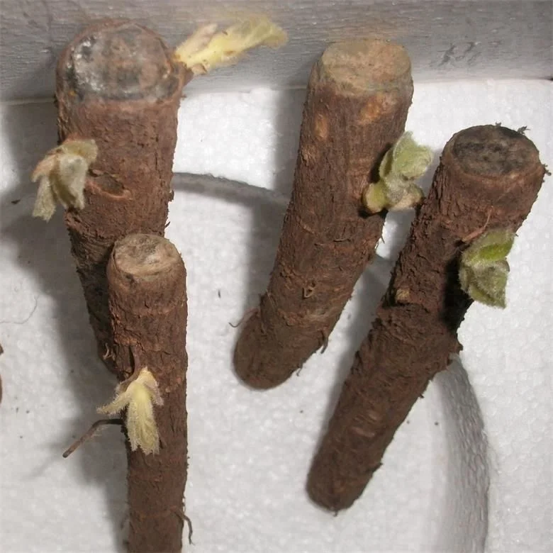 
Pao tong zhong gen cold resistant paulownia hybrid root cutting for planting 