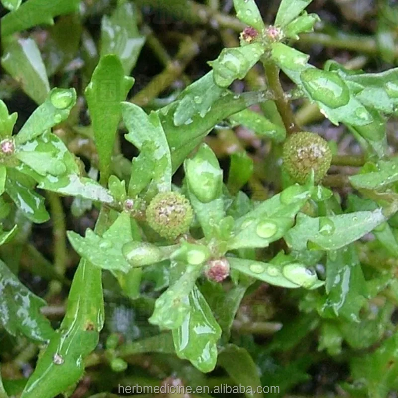 Natural New Raw Small Centipeda Herb Dried Whole Part From Minima for Feature Tea