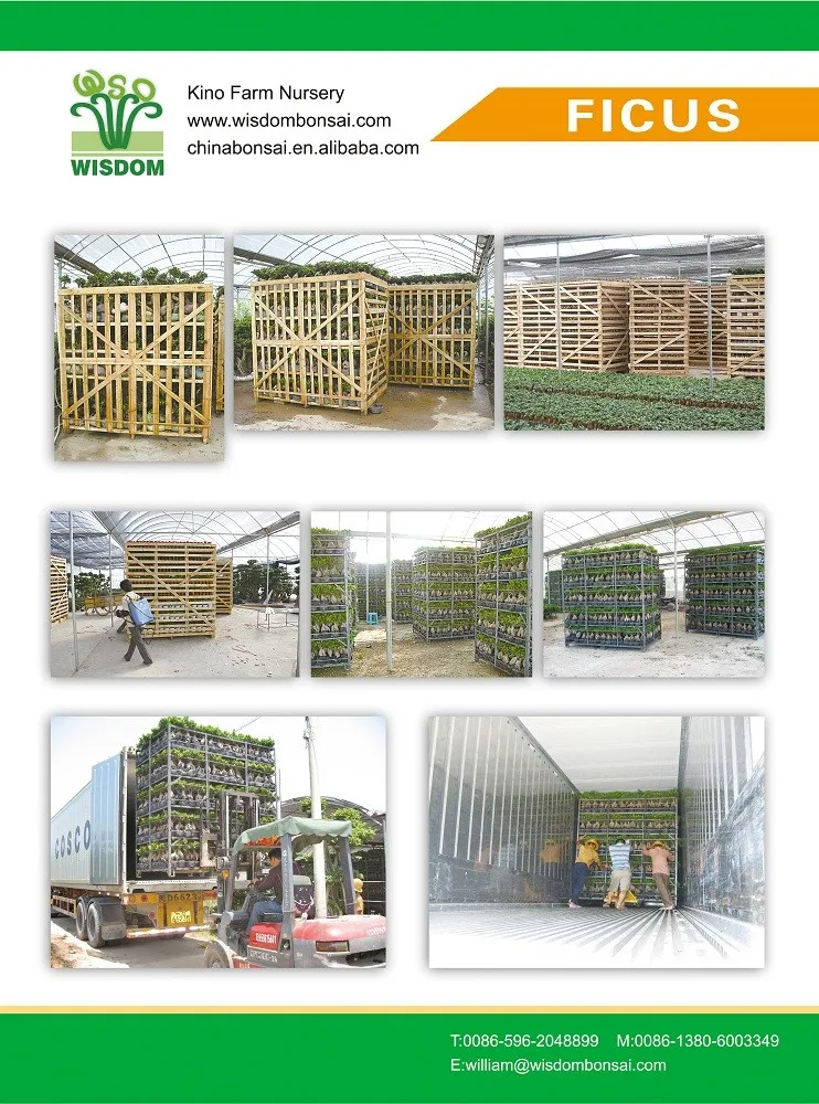 Декоративные растения хорошей формы для дома и улицы, женьшень фикус бонсай