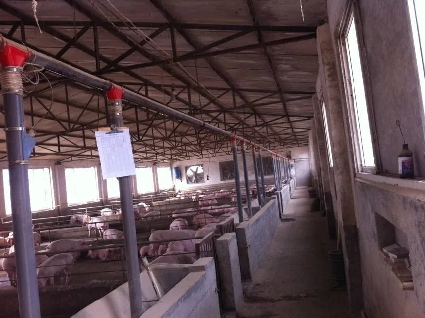 Pig Through Pig Automatic Feeder Feeding Troughs for Pigs