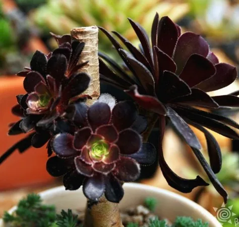 
 Aeonium arboreum cv. Атропуреум, суккуленты, бонсай  