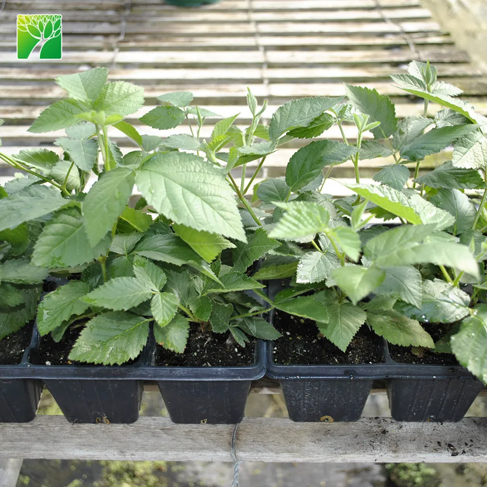 
 Лидер продаж, черные саженцы тутового дерева высотой 1,5-2 м, фруктовые деревья Morus nigra  