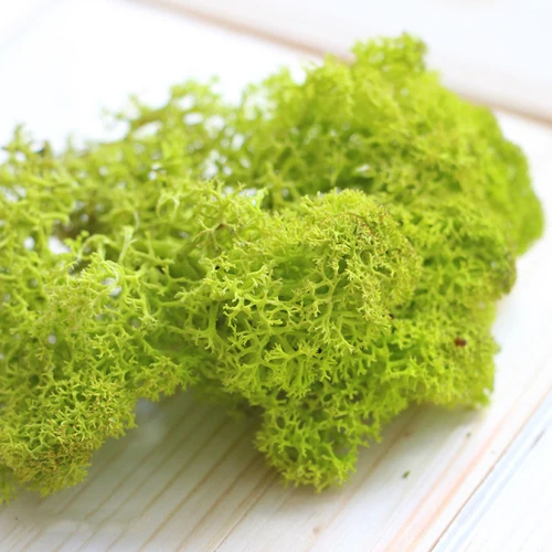 China DIY Material natural plants reindeer moss stabilized dried preserved sphagnum moss