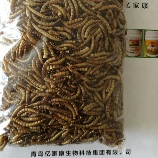 Pet Animal Dog Feed Food Dried Mealworm Animal Consumption Feed