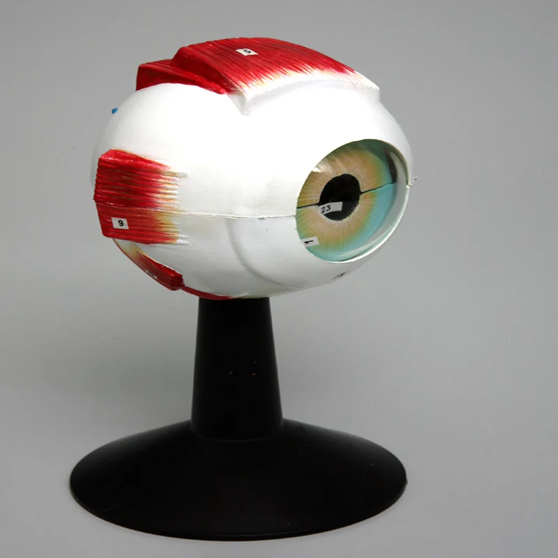 
Enlarged Plastic Human Anatomical Eye Model 