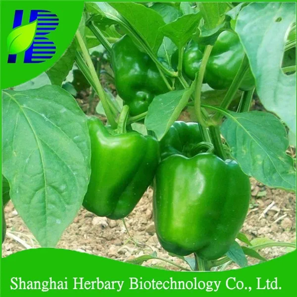 2021 Fresh Vegetable Seeds Bell Pepper Seeds Price