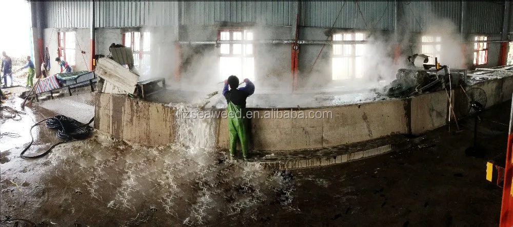 Lower Price Frozen Seaweeds Salted Kelp Silks or Kombu Strips,Laminaria Seaweed Salads