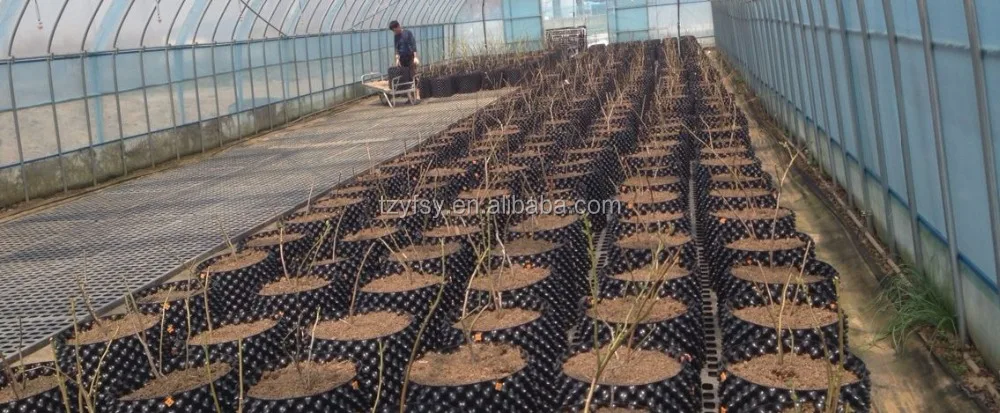 Горшок/контейнер для детской кастрюли с черничным растением