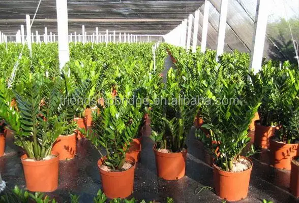 
Wholesale Indoor foliage plant Zamioculcas zamiifolia Bonsai 