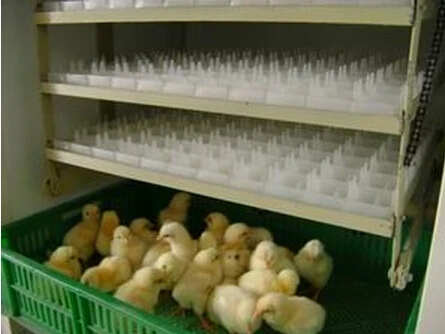 YBSFD-2376 industrial incubators for hatching eggs