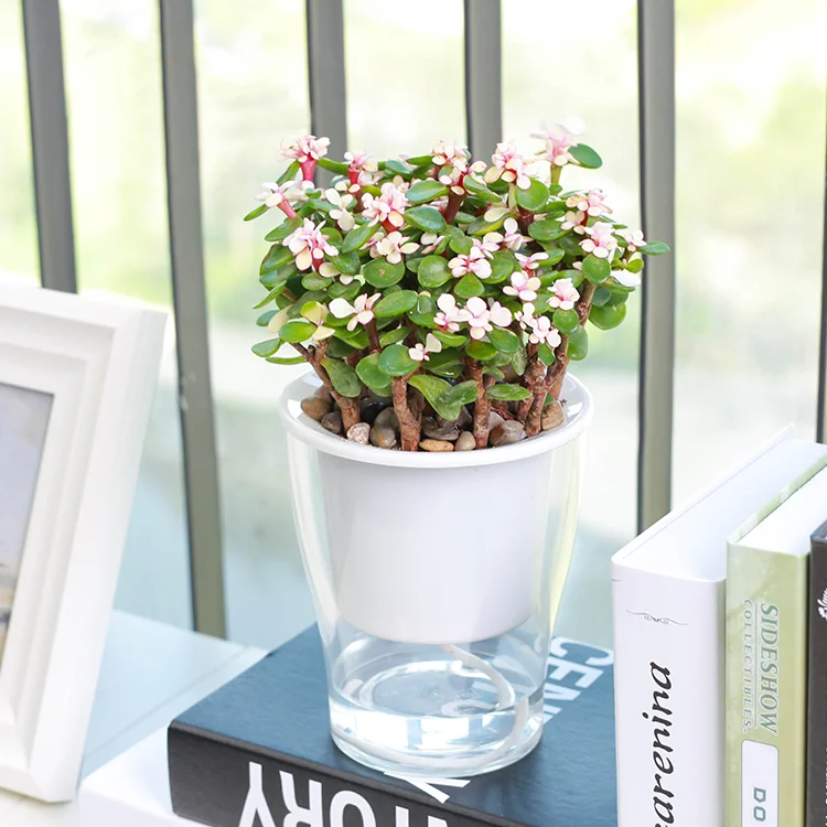 Дешевые пластиковые горшки для растений, Прозрачный цветочный горшок