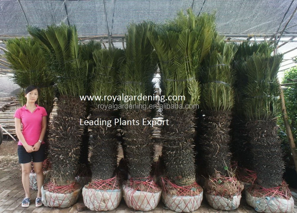 
Cycas revoluta multi branches 