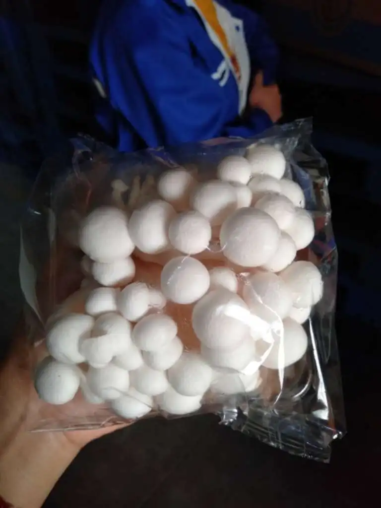 
High Quality Bulk fresh White Snow Fungus shimeji Mushroom 