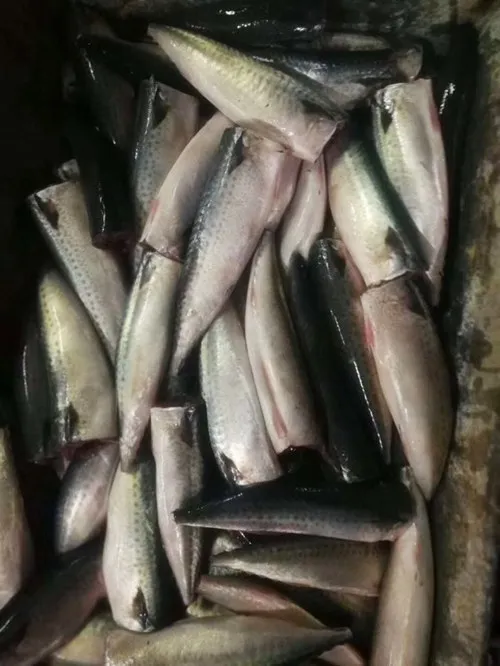 New Arrived Reasonable HGT Frozen Mackerel Fish Canned Price