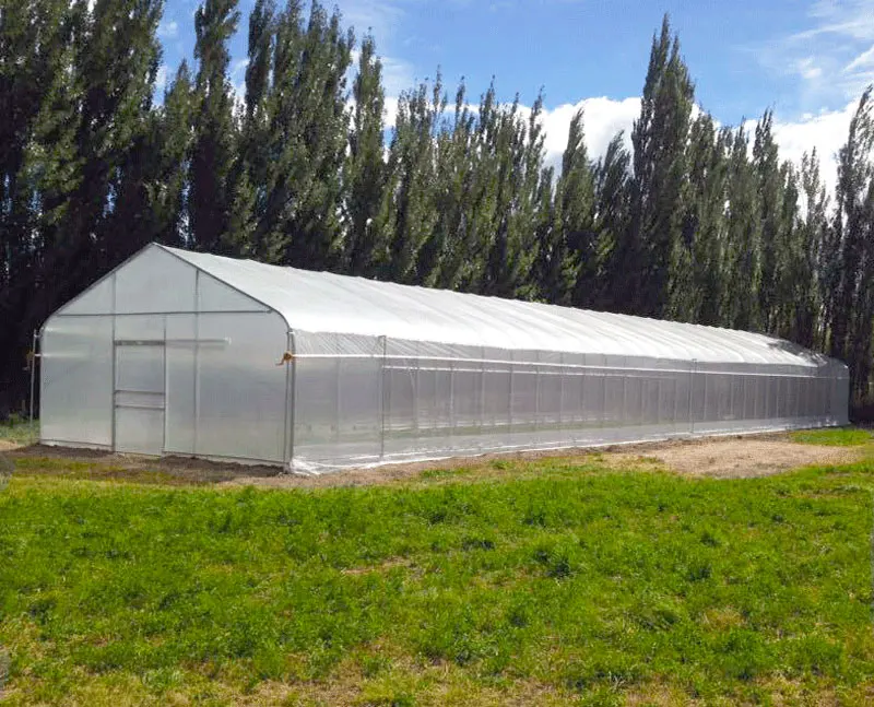 
low cost tomato growing tunnel hitech polyhouse greenhouse 