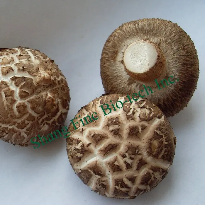 Shanghai Finc fresh shiitake mushroom high quantity