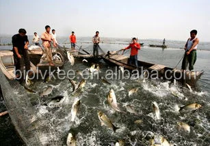 
Lvkee High quality Bacillus Subtilis 100 Billion cfu/g Probiotics Powder 