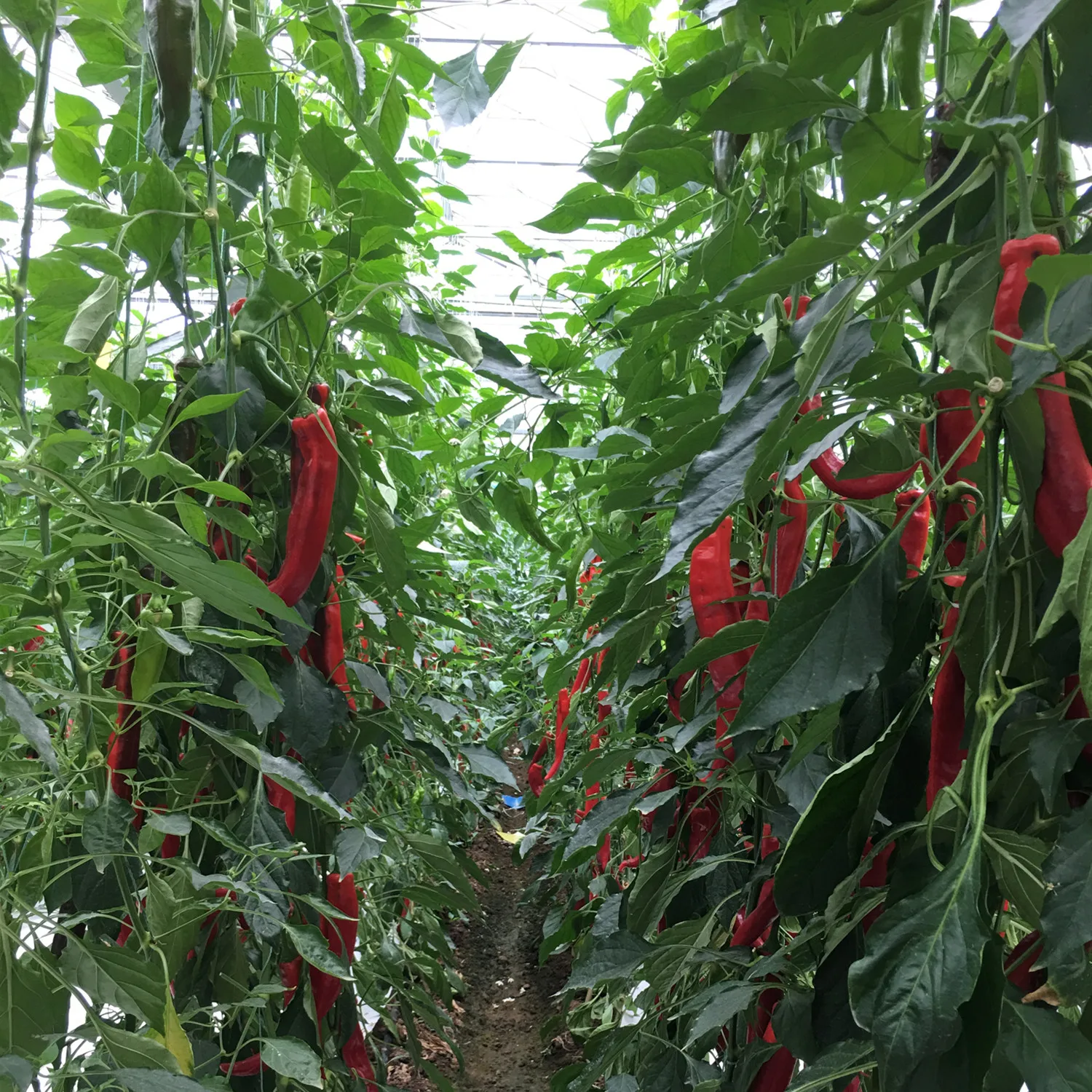 Venlo Type Double Layer Glass Greenhouse with Hydroponic System for Agriculture/Tourism Planting/Strawberry Picking Tourism