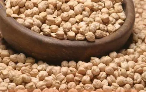 
Origin Turkey Chickpeas 8mm for Europe 