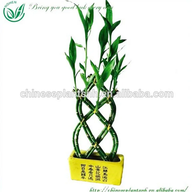 
Good luck small plant braid lucky bamboo 