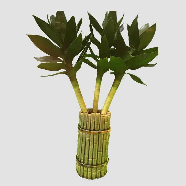 lotus lucky bamboo dracaena sanderiana indoor bonsai plants