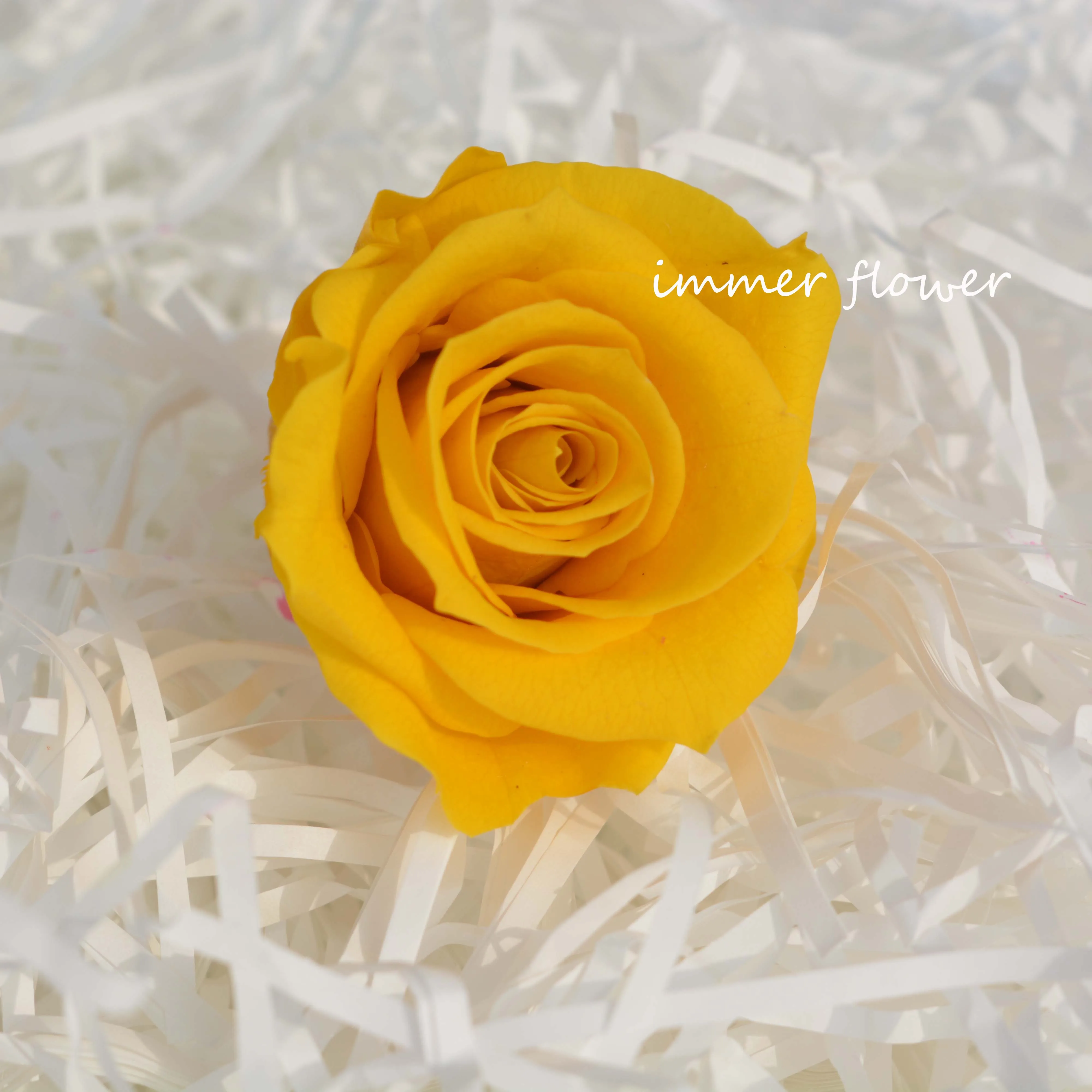 Wholesale Lasting Long Eternal Roses as Rose Petals in Glass