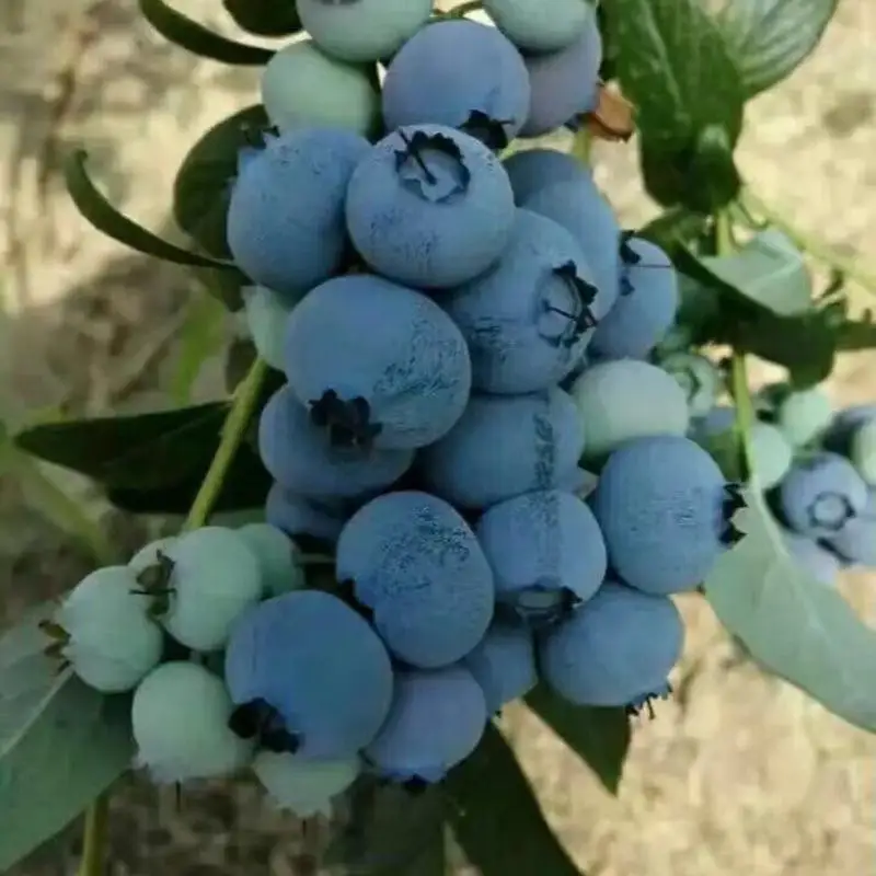
Vaccinium Spp fruit seedling blueberry seedlings large quantity low price 