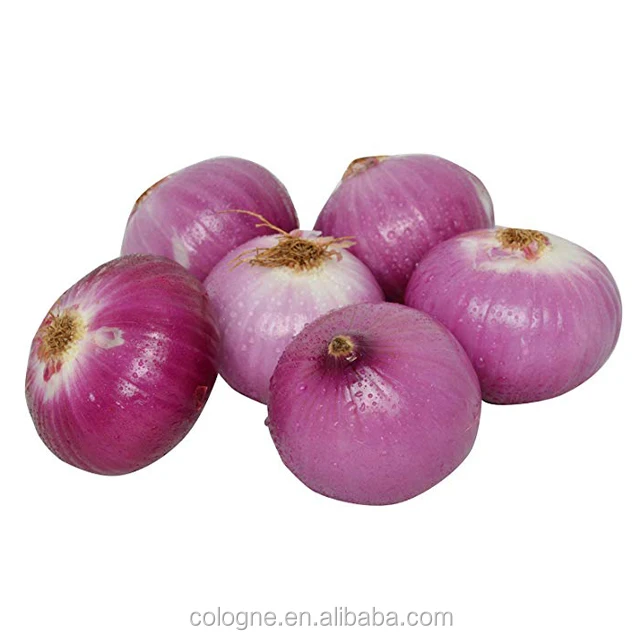 Onion buyer fresh Onions Shallot Peeled Red Yellow White Onion Seeds