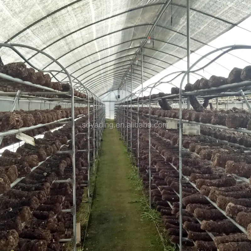 9m Single Tunnel 200 Micron Plastic Film Mushroom Greenhouse