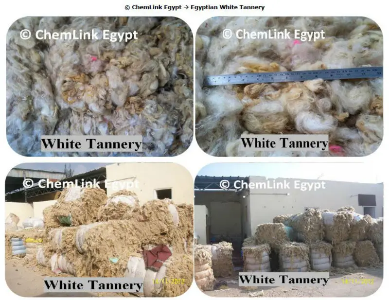 
Egyptian Origin White Fleeces or Opened Backwashed Wool Greasy and White Tannery Wool and Colored Tannery Wool 