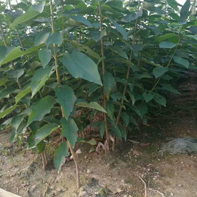 Саженцы вишни Cerasus pseudocerasus из Китая