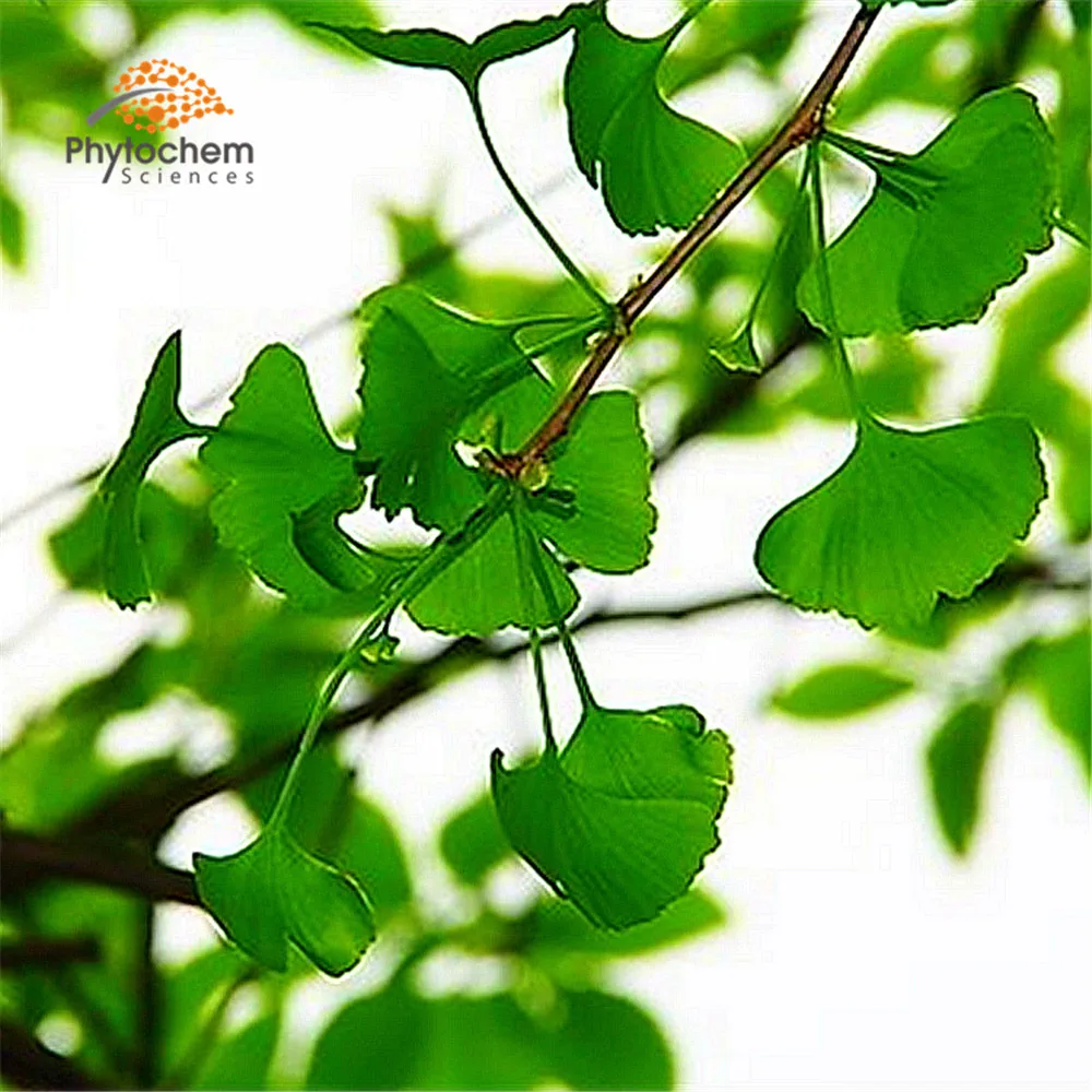 High Quality ginkgoflavon glycosides powder ginkgo biloba extract Ginkgo Leaf Extract