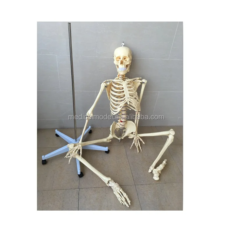 Reasonable Price Plastic Human Skeleton Model