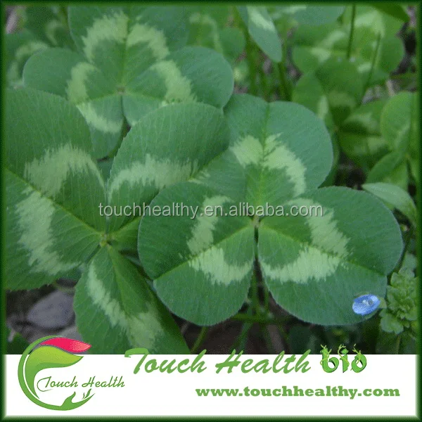 2021 Touchhealthy Поставка семян белого клевера/Trifolium repens L Семена/семена газона