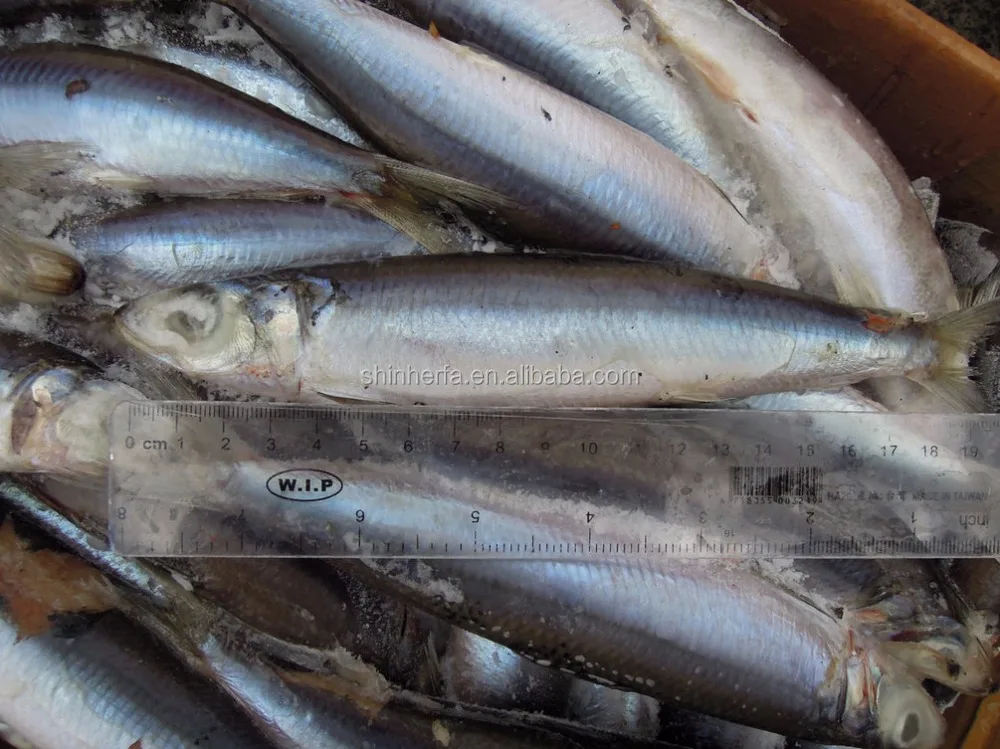 
Taiwan Frozen Sardine 90/100 PCS & 100/120 gram 