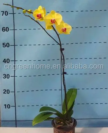 Xiamen orchid/China orchid/butterfly orchid